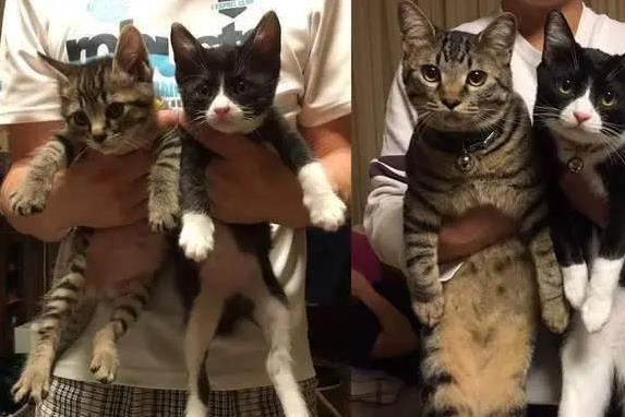 港美股配资 小猫咪到大胖猫，半年胖10斤，眼神咋变这么拽？